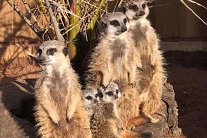 Exotic Zoo Entry and a 30 Minute Meerkat Experience for Two Image 3