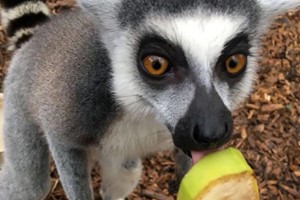 Exotic Zoo Entry and a 30 Minute Lemur Experience for Two Image 2