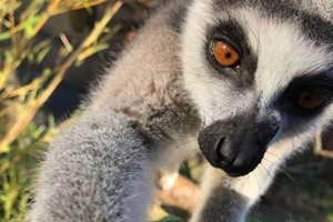 Exotic Zoo Entry and a 30 Minute Lemur Experience for Two Image 3