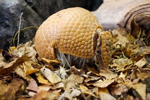 Exotic Zoo Entry and a 30 Minute Armadillo Experience for Two Image 2