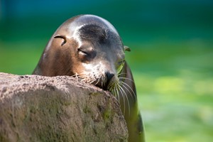 Welsh Mountain Zoo Entry and California Sea Lion Experience for Two Image 2