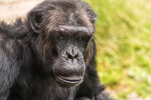 Welsh Mountain Zoo Entry and Primate Experience for Two Image 3