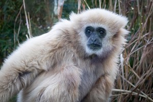 Welsh Mountain Zoo Entry and Primate Experience for Two Image 2