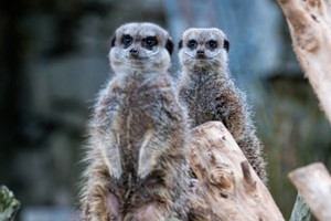 Click to view details and reviews for Welsh Mountain Zoo Entry And Meerkat Experience For Two.