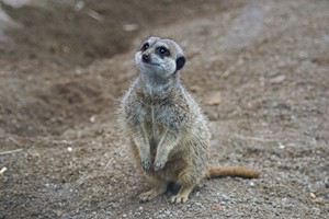 Welsh Mountain Zoo Entry and Meerkat Experience for Two Image 3