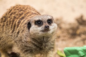 Welsh Mountain Zoo Entry and Meerkat Experience for Two Image 2