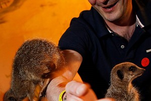 One Hour Meerkat and Lemur Experience for Two at Hoo Zoo & Dinosaur World Image 3