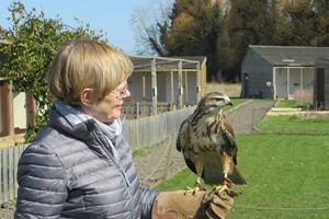 90 Minute Falconry Experience for Two Adults and Two Children at Fens Falconry picture