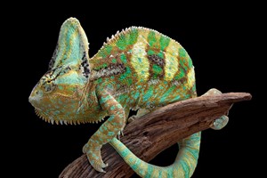 30 Minute Reptile Encounter at The Reptile Academy for Two Adults and Two Children Image 1