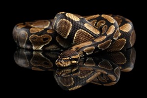 One Hour Reptile Experience for Two Adults and Two Children at The Reptile Academy Image 1