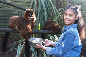 Click to view details and reviews for Shaldon Wildlife Trust Zoo Entry With Lemur Liaison And Meerkat Meet For Two.