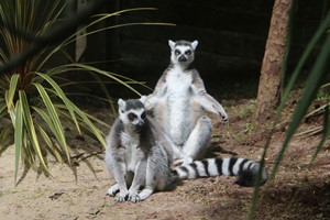 Shaldon Wildlife Trust Zoo Entry with Lemur Liaison and Meerkat Meet for Two Image 3