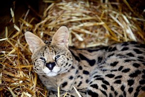 One Hour Meerkat and Lemur Experience for Two at Hoo Zoo & Dinosaur World Image 4