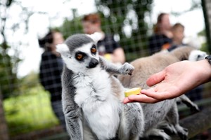 One Hour Meerkat and Lemur Experience for Two at Hoo Zoo & Dinosaur World Image 5