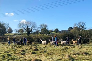 Alpaca Trekking for One Adult and One Child at Brackenfield Alpacas picture