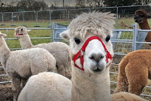 90 Minute Alpaca Walking Experience for One Adult and One Child picture