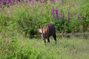 A Private Wildlife Tour for Two with The Bird Whisperer Image 5