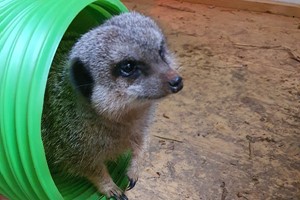 Meet the Meerkats Experience at Lucky Tails Alpaca Farm for Two Image 3