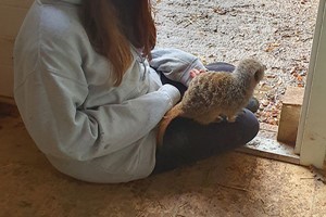 Meet the Meerkats Experience at Lucky Tails Alpaca Farm for Two Image 5