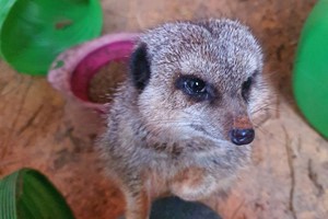 Click to view details and reviews for Meet The Meerkats Experience At Lucky Tails Alpaca Farm For Two.