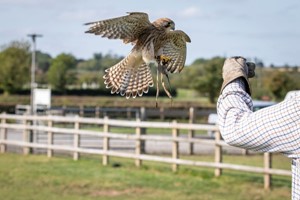 Introduction to Birds of Prey with BB Falconry for One Image 2