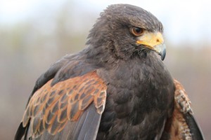 Introduction to Birds of Prey with BB Falconry for One Image 3