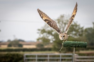 Introduction to Birds of Prey with BB Falconry for One Image 4