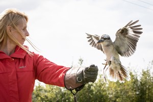 Introduction to Birds of Prey with BB Falconry for One Image 5