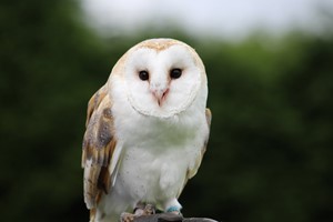 Click to view details and reviews for Birds Of Prey Experience For Two At Smj Falconry.