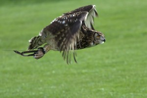 Birds of Prey Experience for Two at SMJ Falconry Image 2