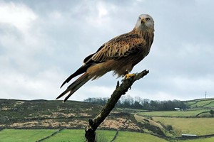 Birds of Prey Experience for Two at SMJ Falconry Image 3