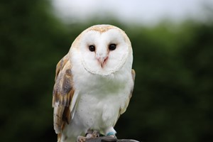 Birds of Prey Experience for One at SMJ Falconry Image 3