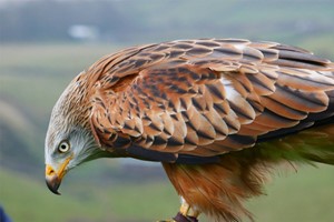 Birds of Prey Experience for One at SMJ Falconry Image 5