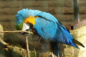 Entry For Two Adults To Beale Wildlife Park And Gardens