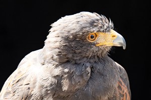 40 Minute Hawk Walk at Millets Falconry for Two Image 2