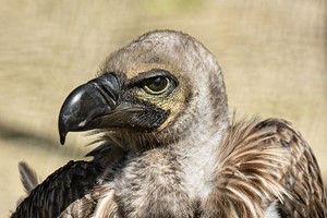 40 Minute Hawk Walk at Millets Falconry for Two Image 3