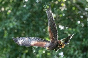 Private Bird of Prey Encounter for Two at Millets Farm Falconry Centre, Oxfordshire Image 2