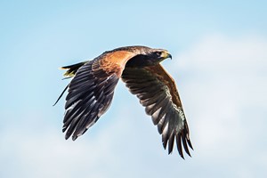 40 Minute Hawk Walk At Millets Falconry For Two