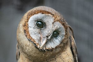 Photo Half Day at Millets Falconry for One Image 2