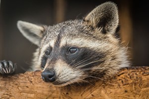 30 Minute Raccoon Encounter At Millets Falconry For Two