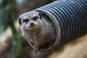 Meerkat and Lemurs the Ultimate Family Animal Experience at Northumberland College Zoo Image 2