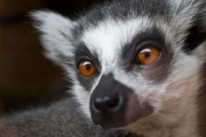 Meerkat and Lemurs the Ultimate Family Animal Experience at Northumberland College Zoo Image 3