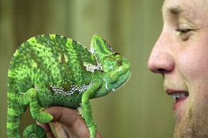 Lemur and Reptile Experience for Two at Northumberland College Zoo Image 4