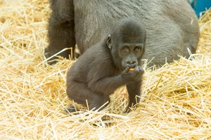 Click to view details and reviews for Howletts Wild Animal Park Tickets For Two Adults With Animal Adoption Pack.
