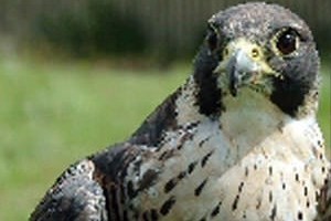 Birds Of Prey Experience In Fife