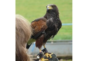 Three Hour Birds of Prey Experience for One – Special Offer Image 3