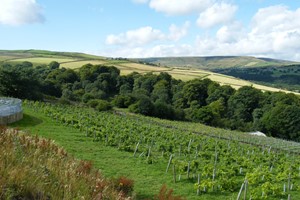 Vineyard Tour and Tasting with Lunch or Afternoon Tea for Two picture