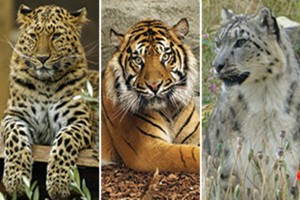 Big Cat Encounter and Afternoon Tea for Two at Twycross Zoo Image 1