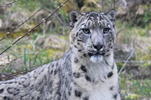 Big Cat Encounter and Afternoon Tea for Two at Twycross Zoo Image 3