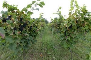 British Vineyard Tour and Tasting with Lunch for Two picture